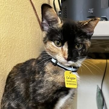 Calypso - Gorgeous Calico Kitten, an adopted Calico in Hoquiam, WA image 5/5