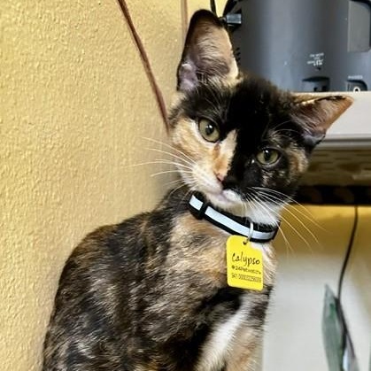 Calypso - Gorgeous Calico Kitten, an adopted Calico in Hoquiam, WA image 3/5