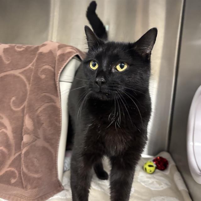 STELLA, Adoptable, Young Female Domestic Short Hair.