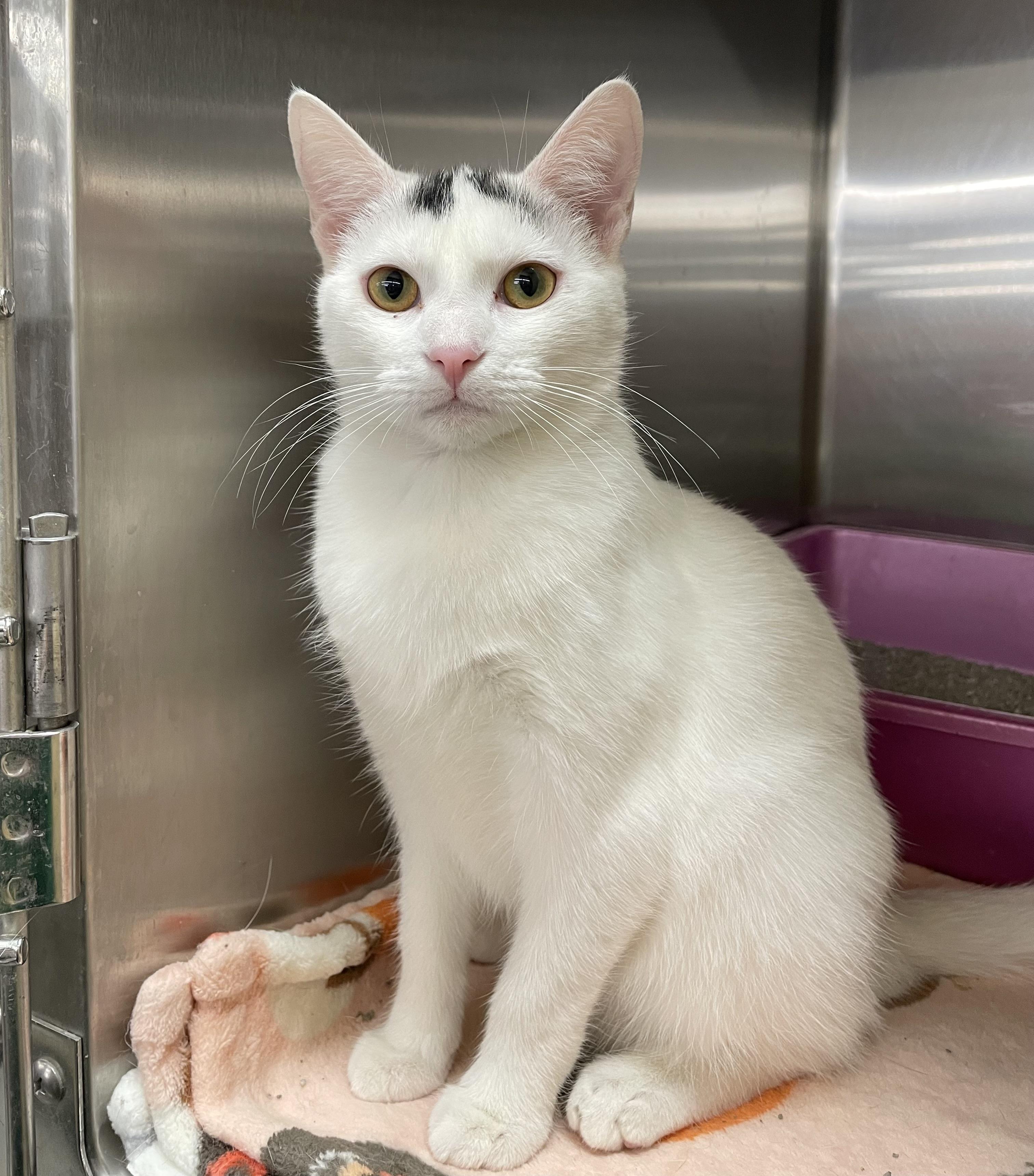 Belinda, Adoptable, Young Female Domestic Short Hair.