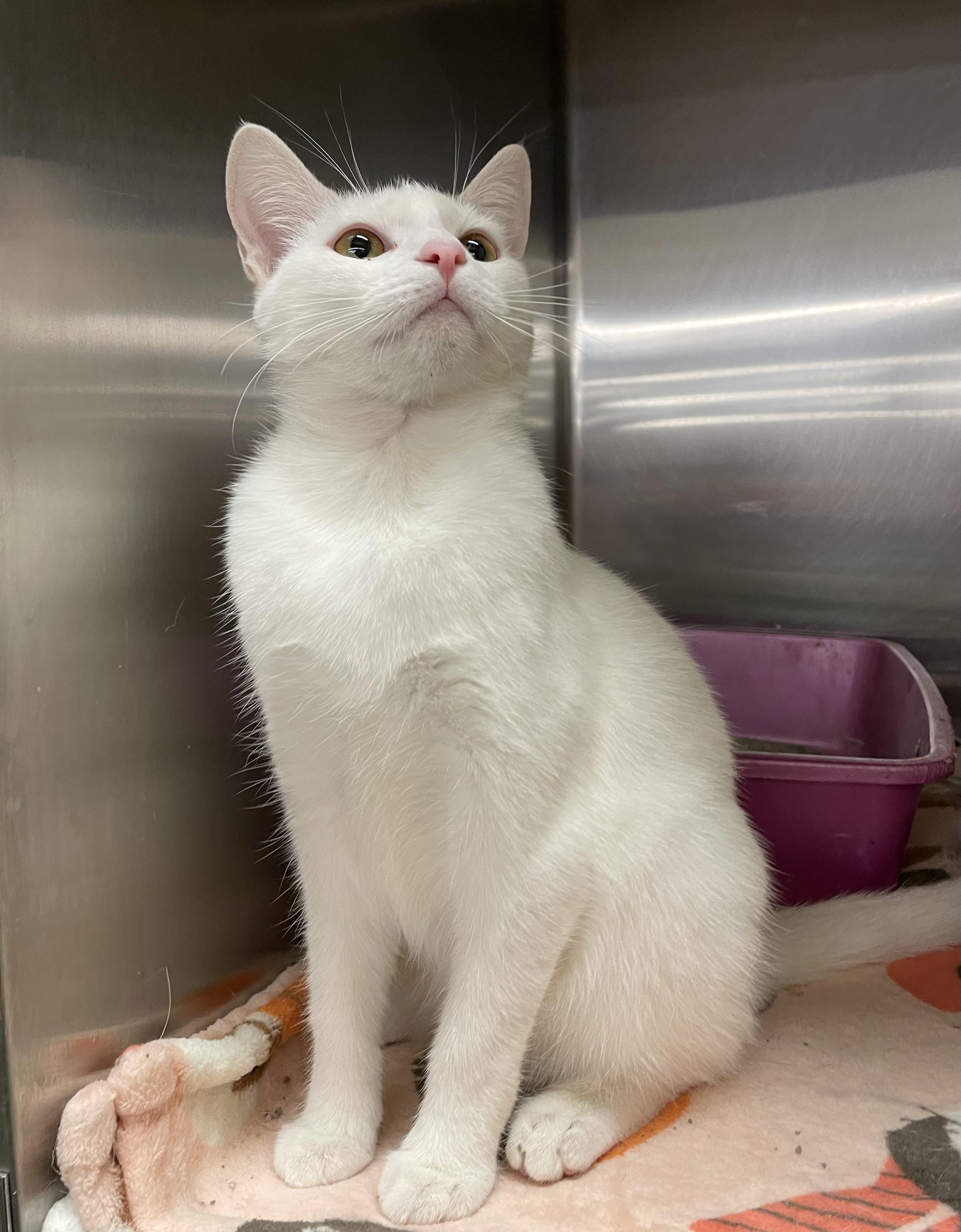 Belinda, a Adoptable Domestic Short Hair in Columbia, SC image 2/2