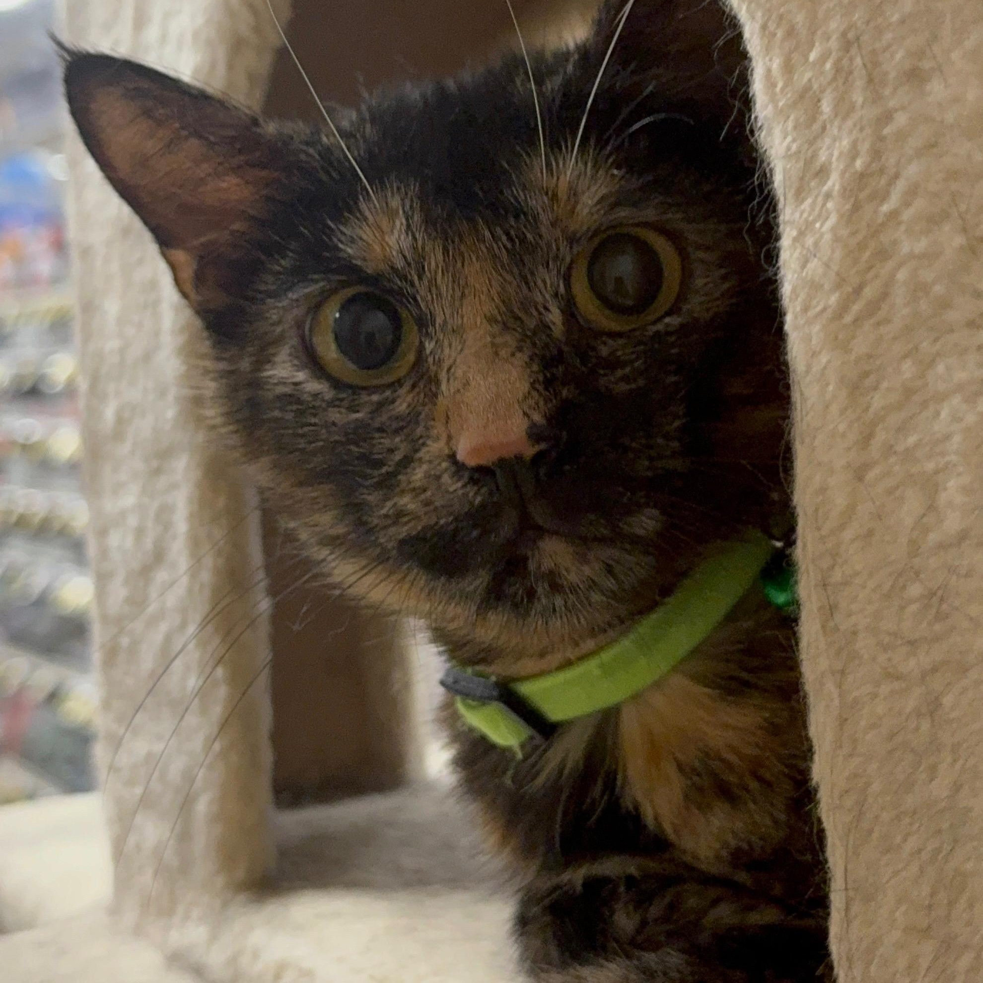 Mama Pippa, ADOPTABLE, Young Female Tortoiseshell.