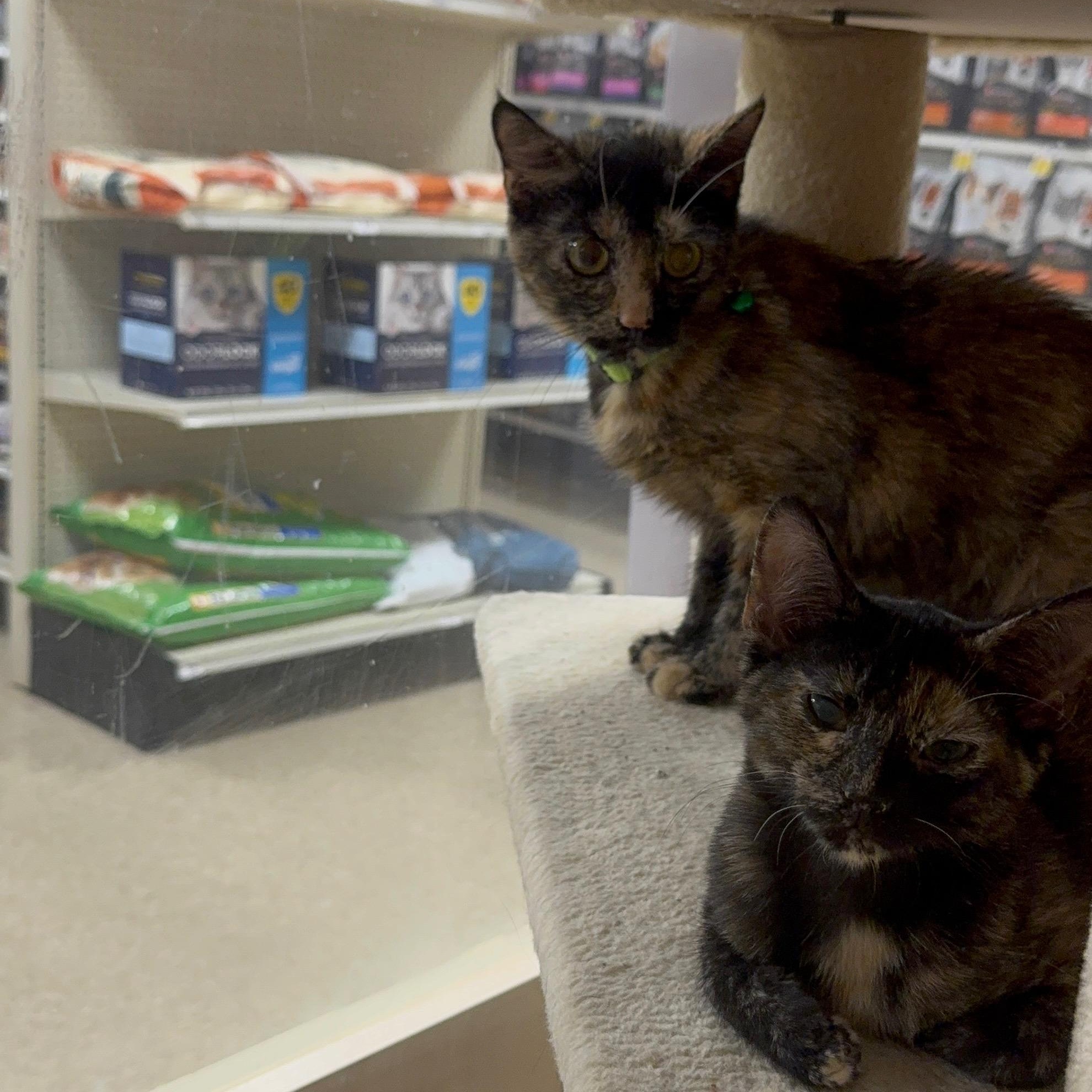 Mama Pippa, a ADOPTABLE Tortoiseshell in atlanta, GA image 2/2