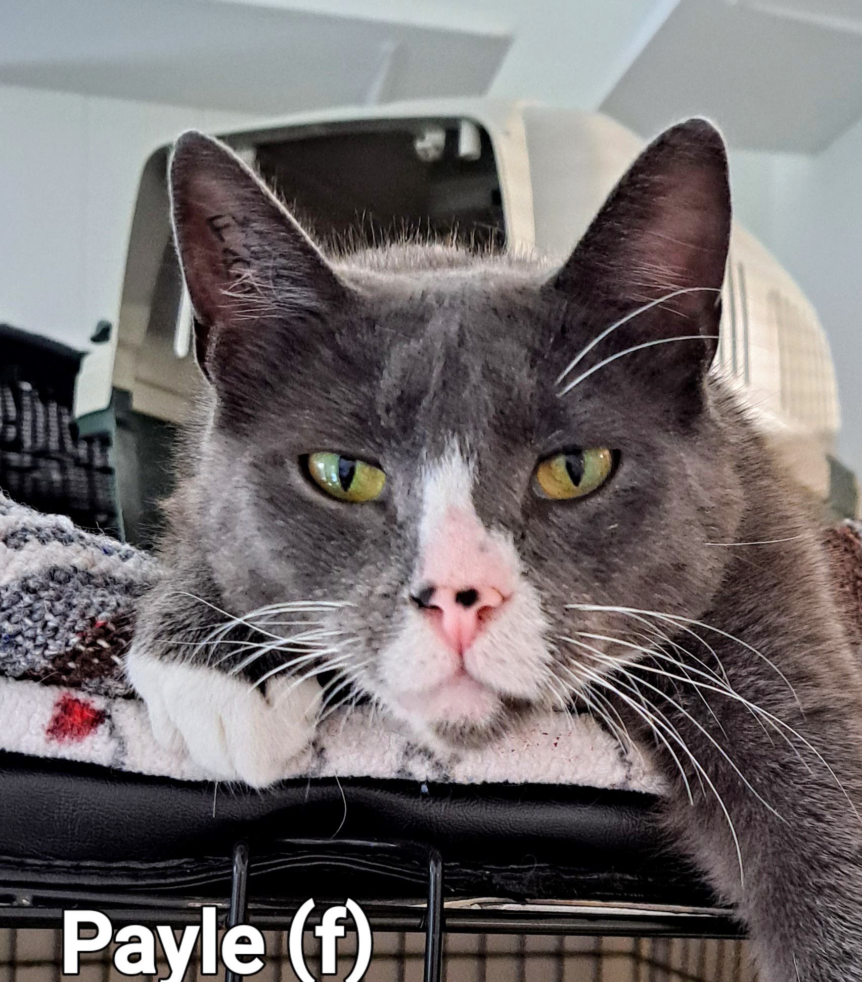 Payle, an adopted Domestic Short Hair in Maple Ridge, BC_image-1