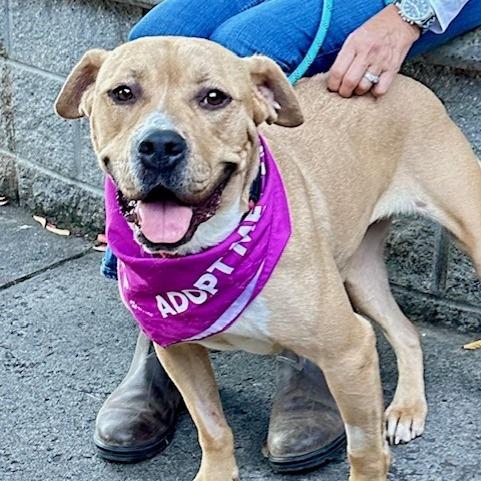 Toast, a Adoptable mixed breed in Ashland, OR image 1/6