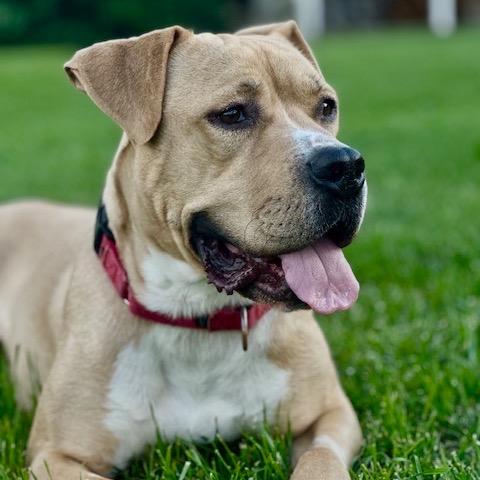 Toast, a Adoptable mixed breed in Ashland, OR image 3/6