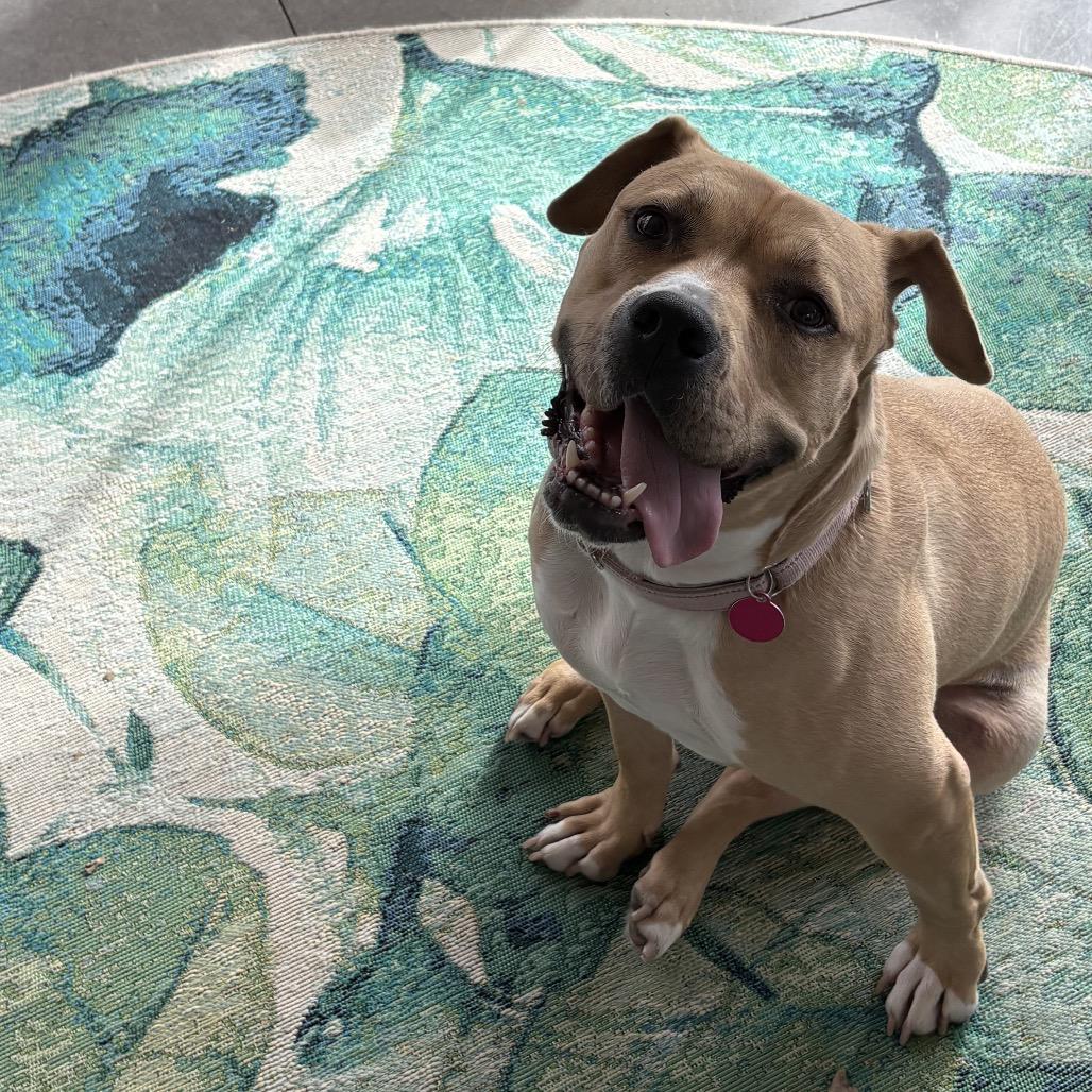 Toast, a Adoptable mixed breed in Ashland, OR image 4/6