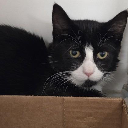 Enlarge Joey, a Adoptable mixed breed in Voorhees, NJ image 1/1