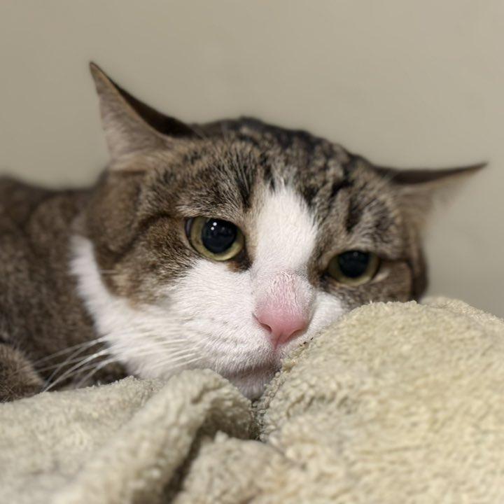 Ivvy — thumbnail 2