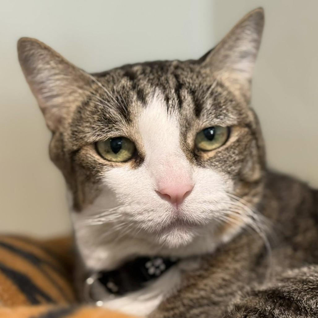 Ivvy — thumbnail 3