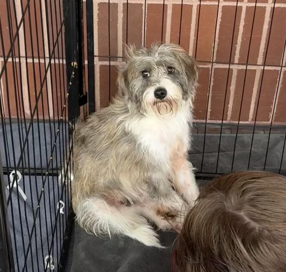 Klaus, Adopted, Young Male Schnauzer & Poodle.