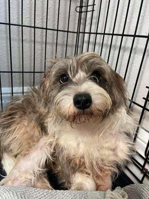 Enlarge Klaus, a Adopted mixed breed in Bolivar, MO image 2/2