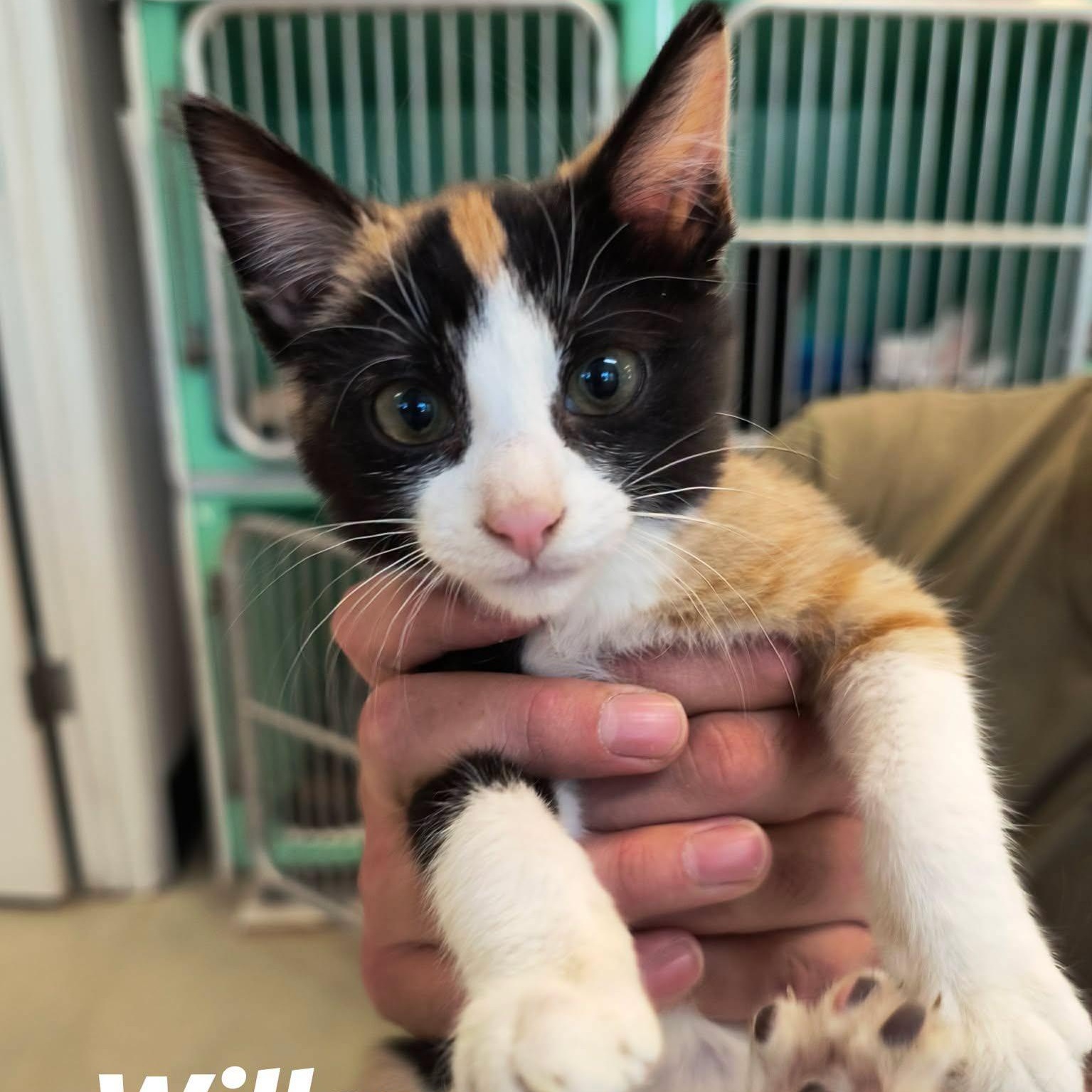 Willow, ADOPTABLE, Young Female Domestic Medium Hair.
