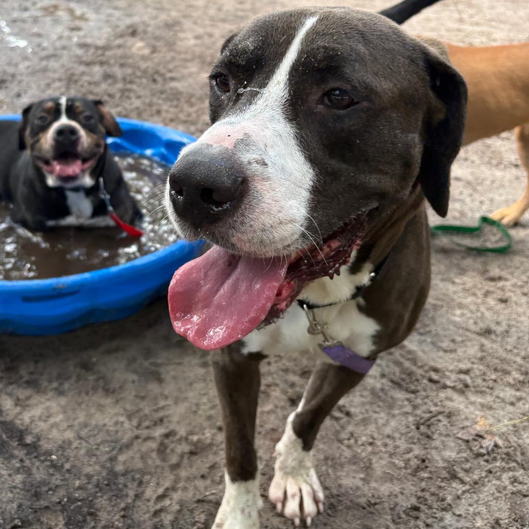 Rocky Road, Adoptable, Adult Male Mixed Breed.