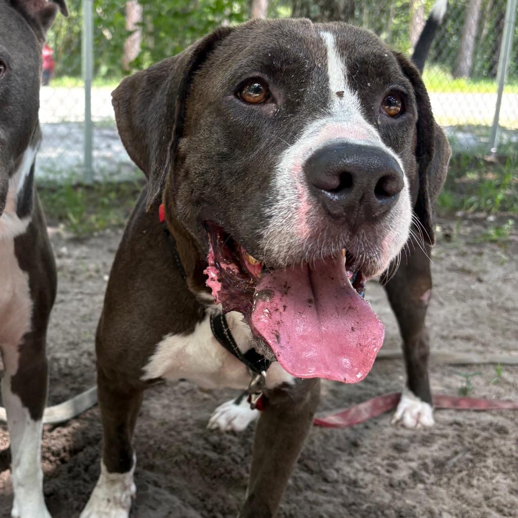 Enlarge Rocky Road, a Adoptable Mixed Breed in Middleburg, FL image 2/3