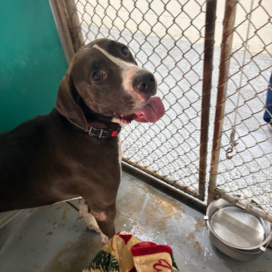 Enlarge Rocky Road, a Adoptable Mixed Breed in Middleburg, FL image 3/3