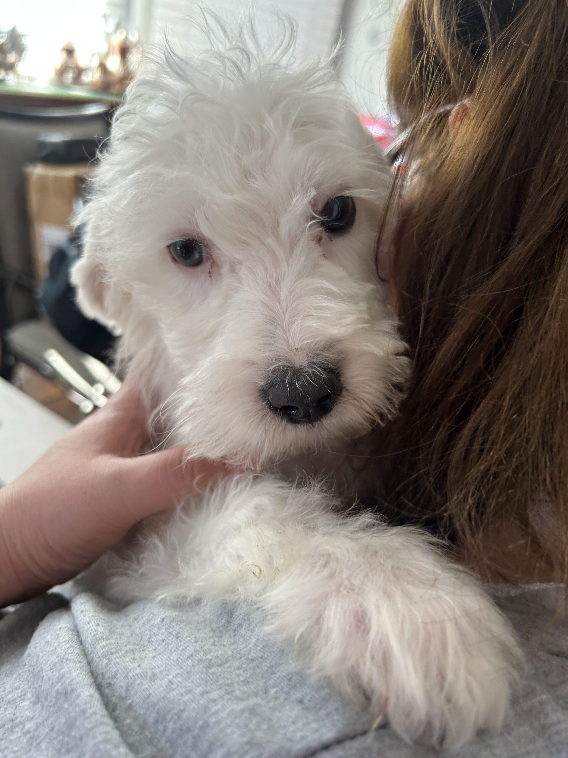 #239 Snowball, Adoptable, Puppy Male Miniature Poodle & Sheep Dog.
