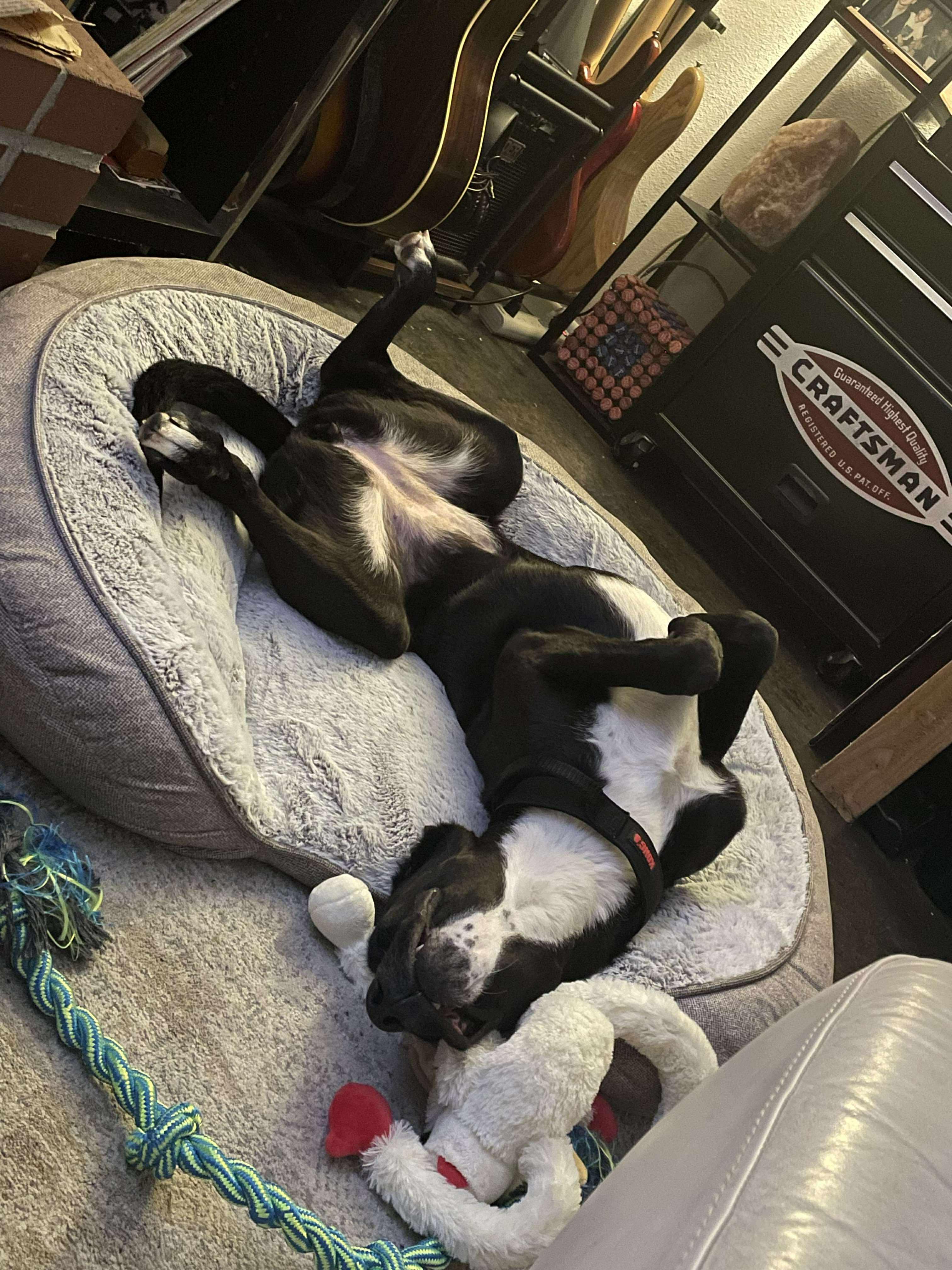Enlarge Stacy, an adopted mixed breed in Humble, TX image 3/6