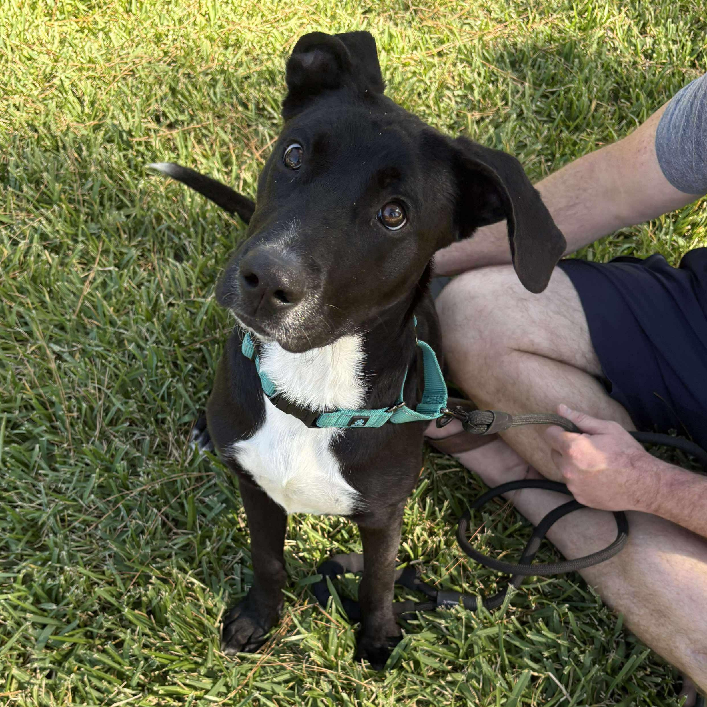 Stacy, adopted, Young Female Black Labrador Retriever.