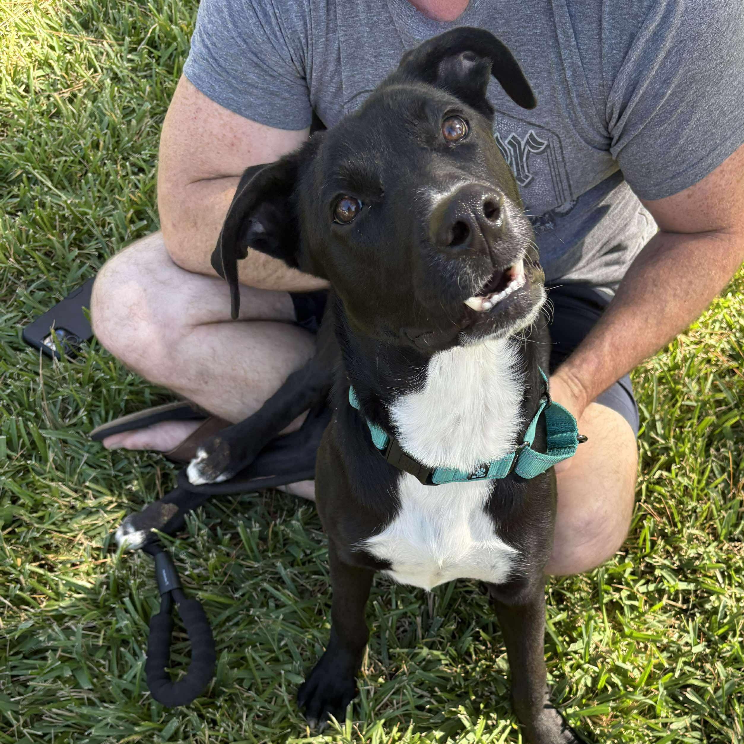 Enlarge Stacy, an adopted mixed breed in Humble, TX image 5/6