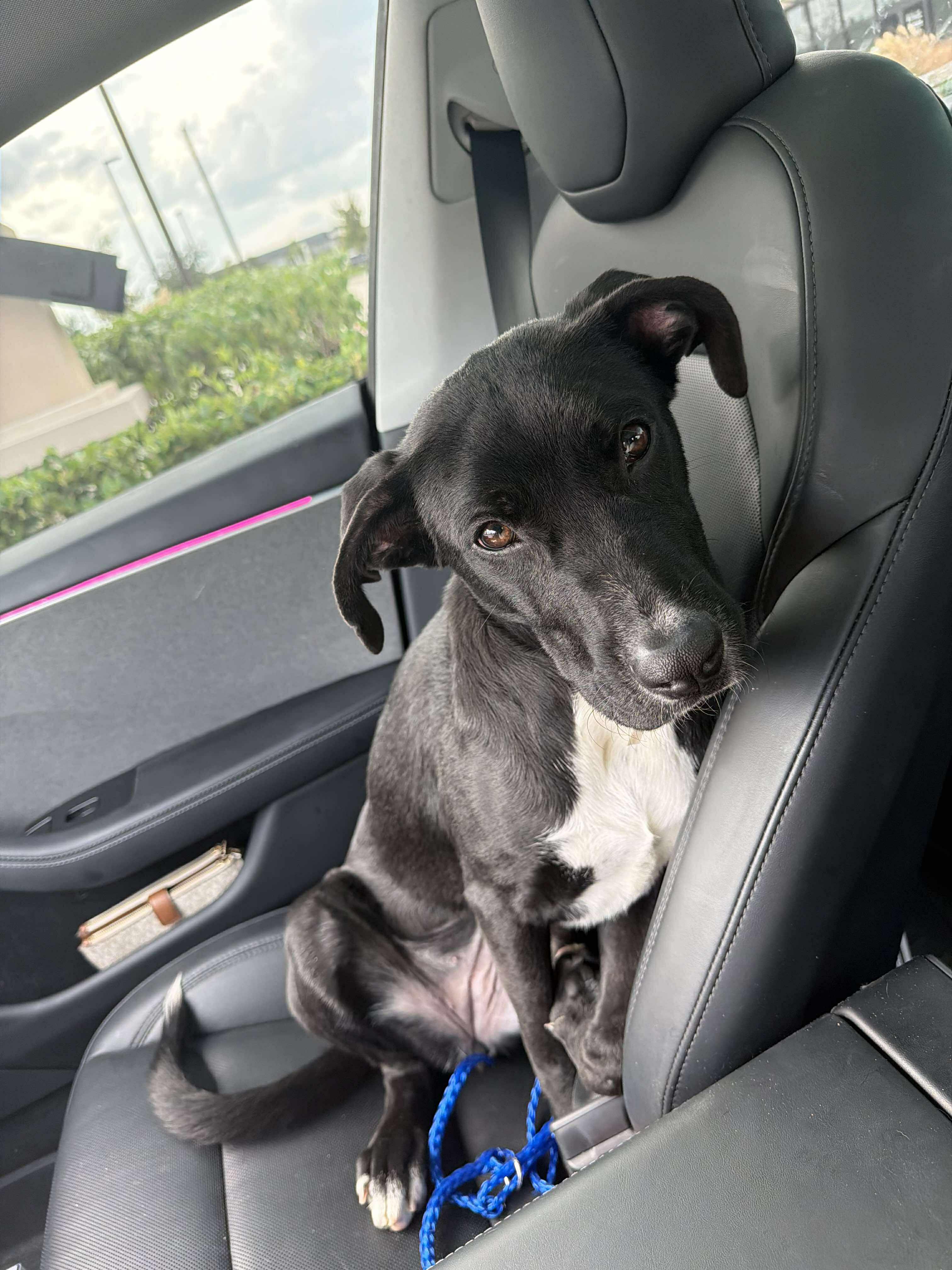 Enlarge Stacy, an adopted mixed breed in Humble, TX image 4/6