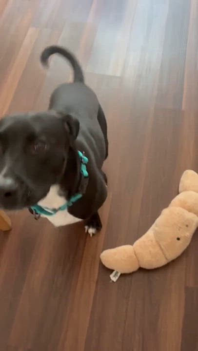 Enlarge Stacy, an adopted mixed breed in Humble, TX video 6/6