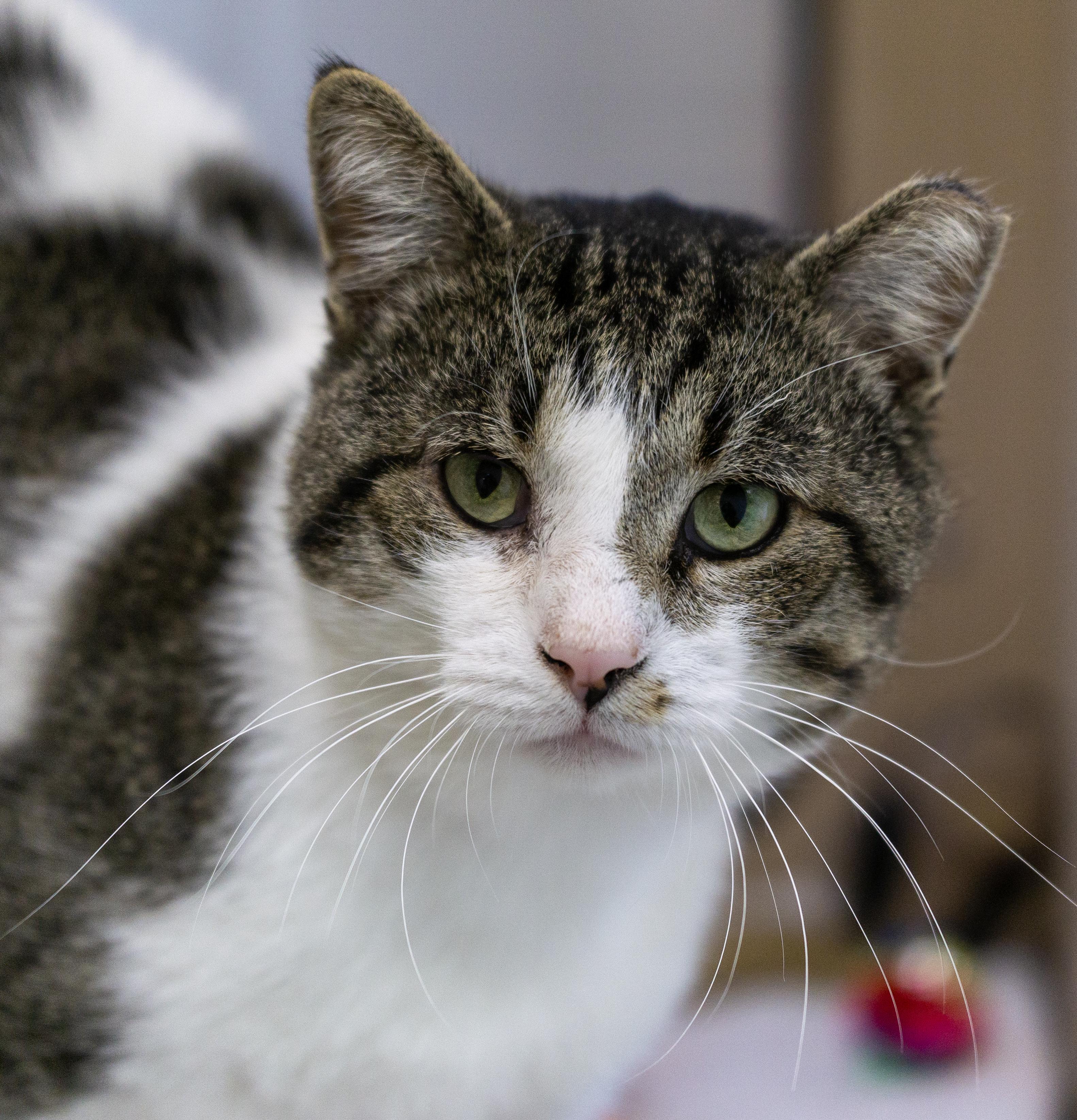 Caramel Apple, Adoptable, Adult Male Domestic Short Hair.