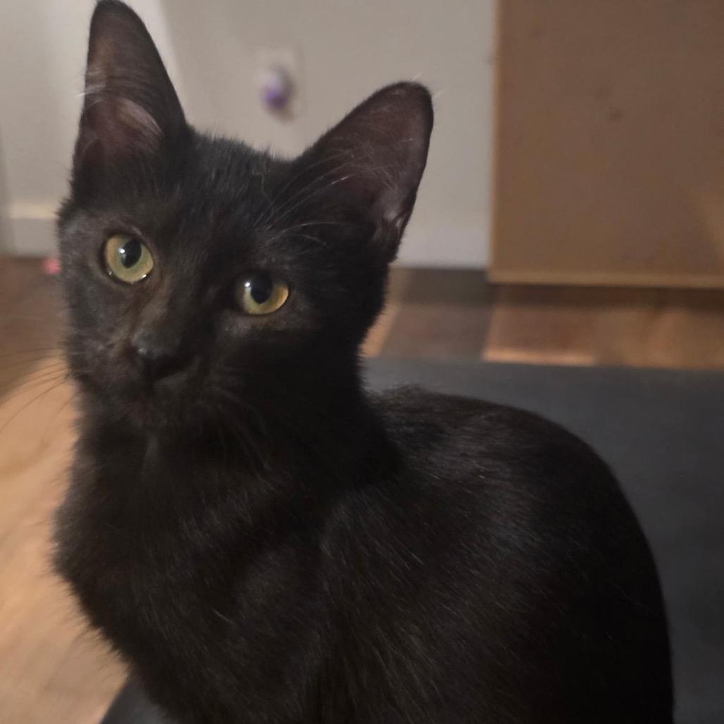 Enlarge Lou, a Adoptable Domestic Short Hair in Hackett, AR image 1/1