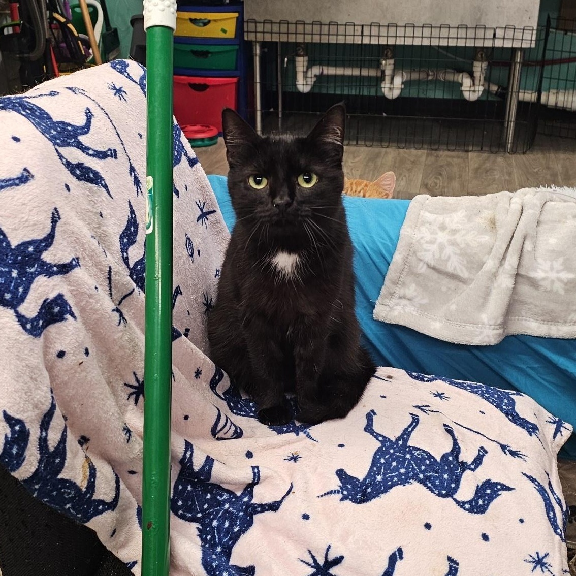 Enlarge Lyric, a ADOPTABLE Domestic Short Hair in Pardeeville, WI image 3/4