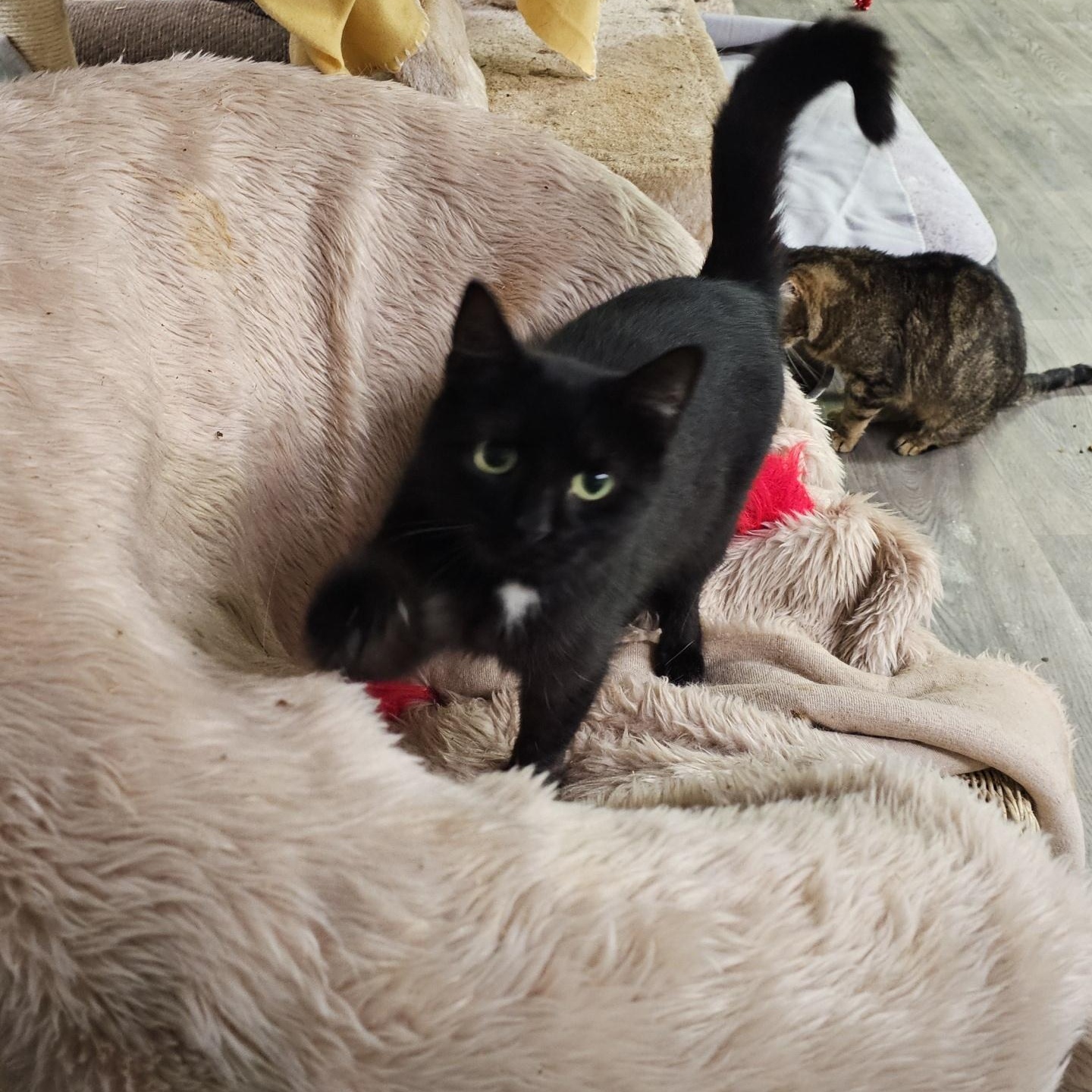 Enlarge Lyric, a ADOPTABLE Domestic Short Hair in Pardeeville, WI image 2/4