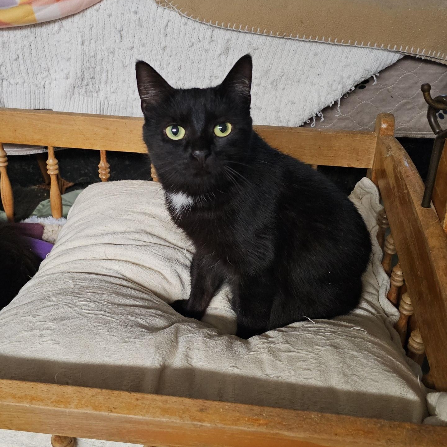 Lyric, ADOPTABLE, Adult Female Domestic Short Hair.