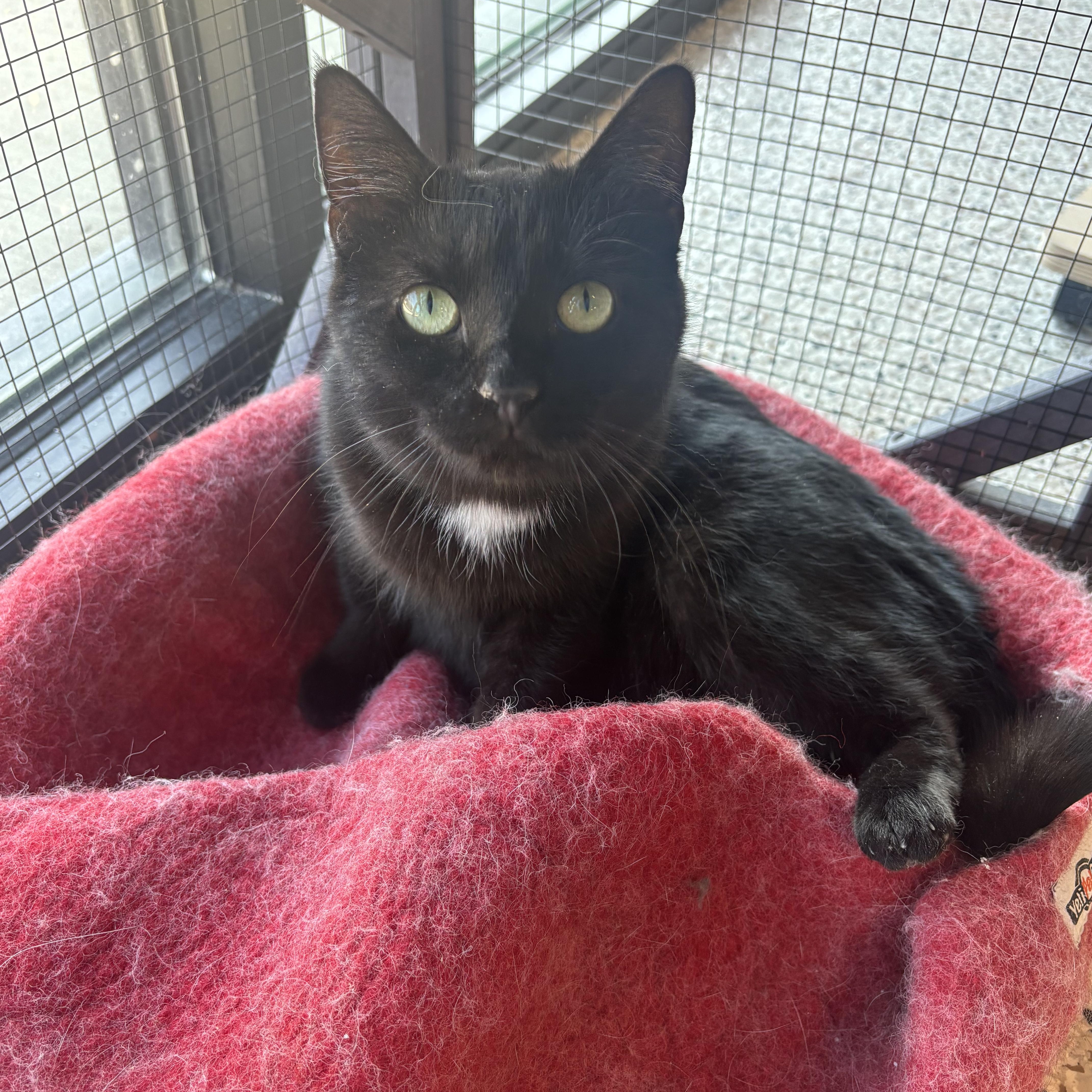 Lyric, ADOPTABLE, Adult Female Domestic Short Hair.