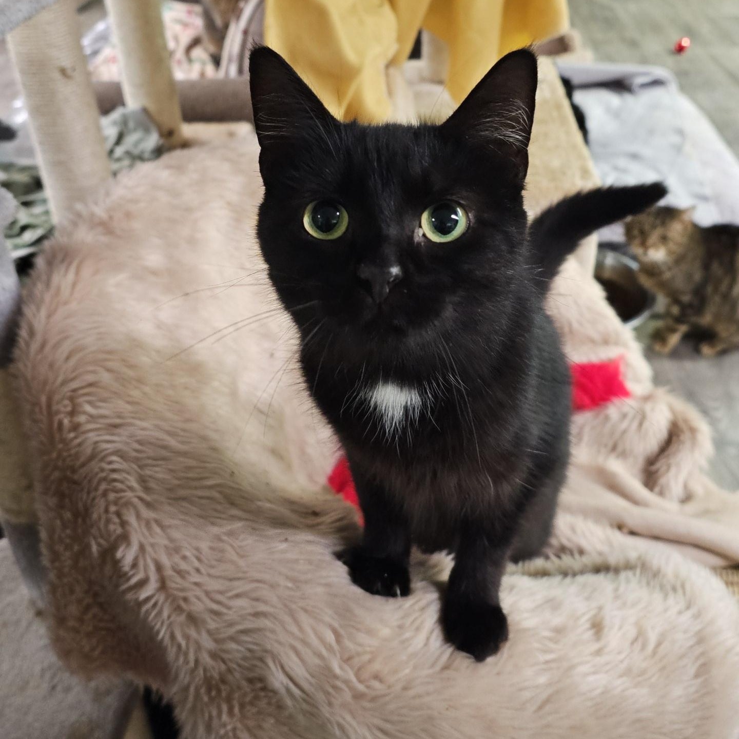 Enlarge Lyric, a ADOPTABLE Domestic Short Hair in Pardeeville, WI image 4/4