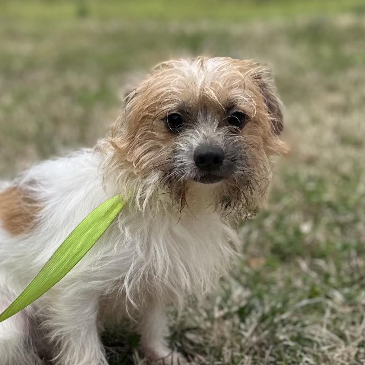 Enlarge JELLY, a Adopted Border Terrier in Locust Fork, AL image 2/3