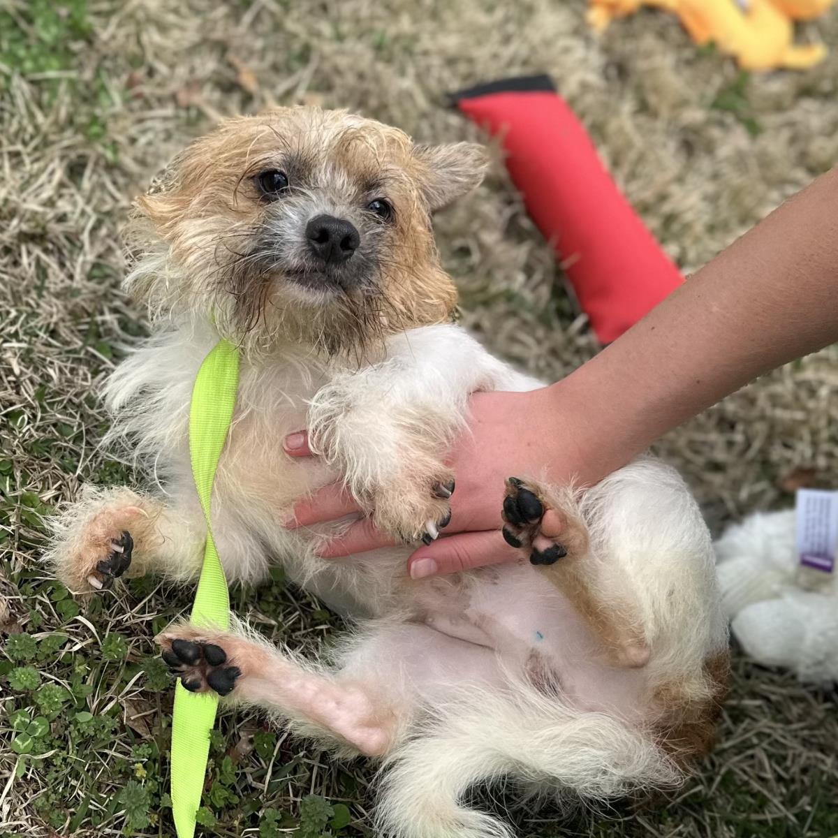 Enlarge JELLY, a Adopted Border Terrier in Locust Fork, AL image 3/3
