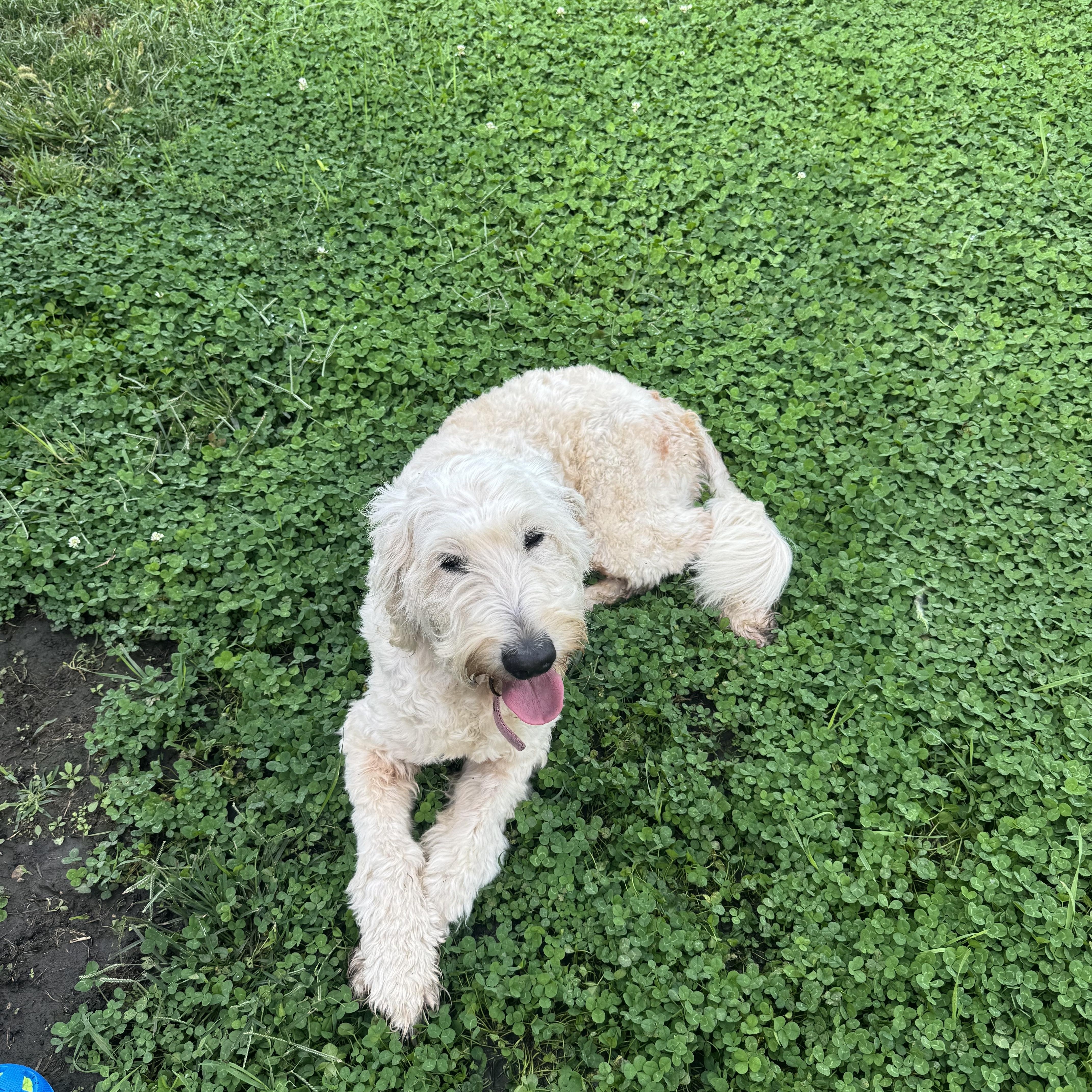 Enlarge Sunny, a Adopted Goldendoodle in Leon, KS image 3/4