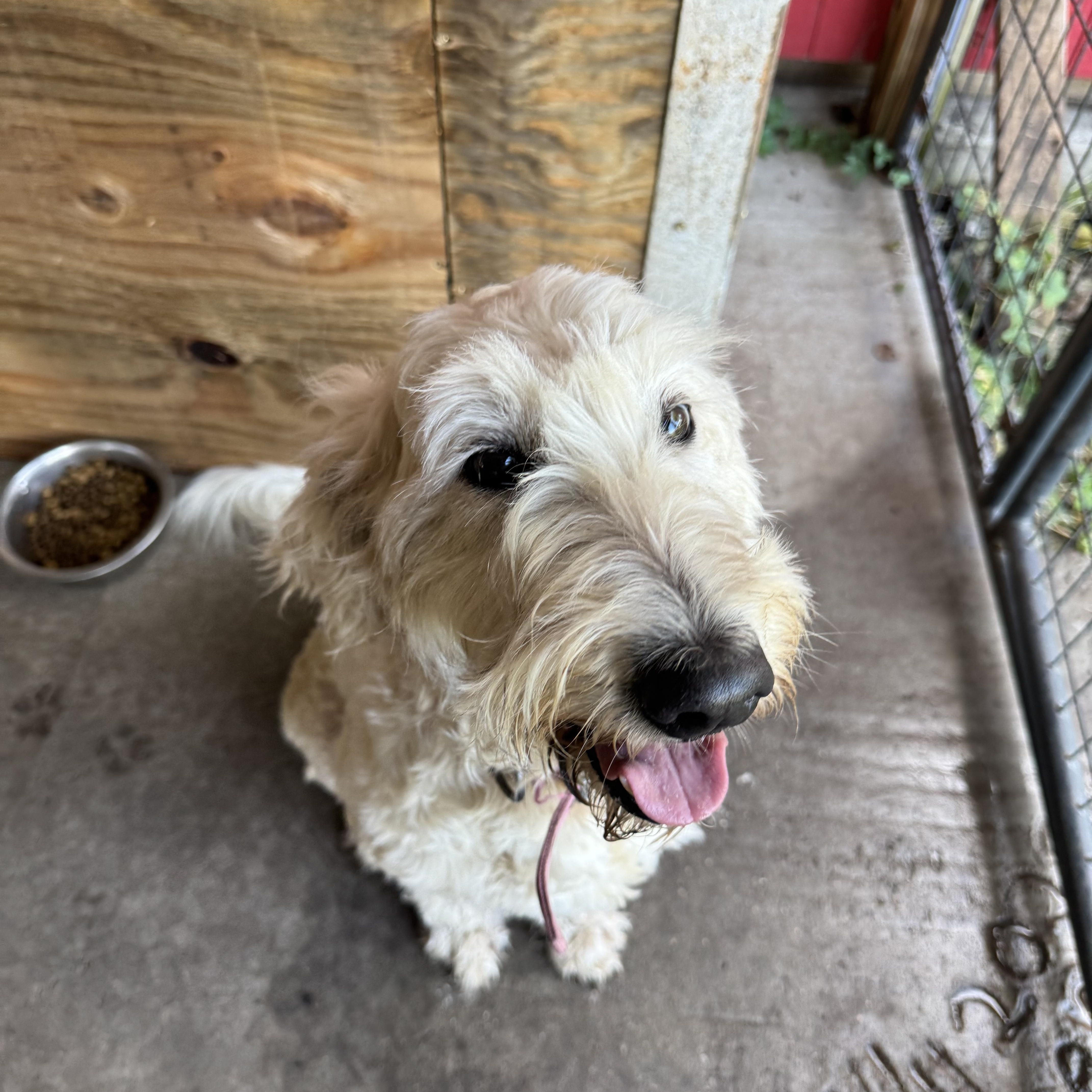 Enlarge Sunny, a Adopted Goldendoodle in Leon, KS image 2/4