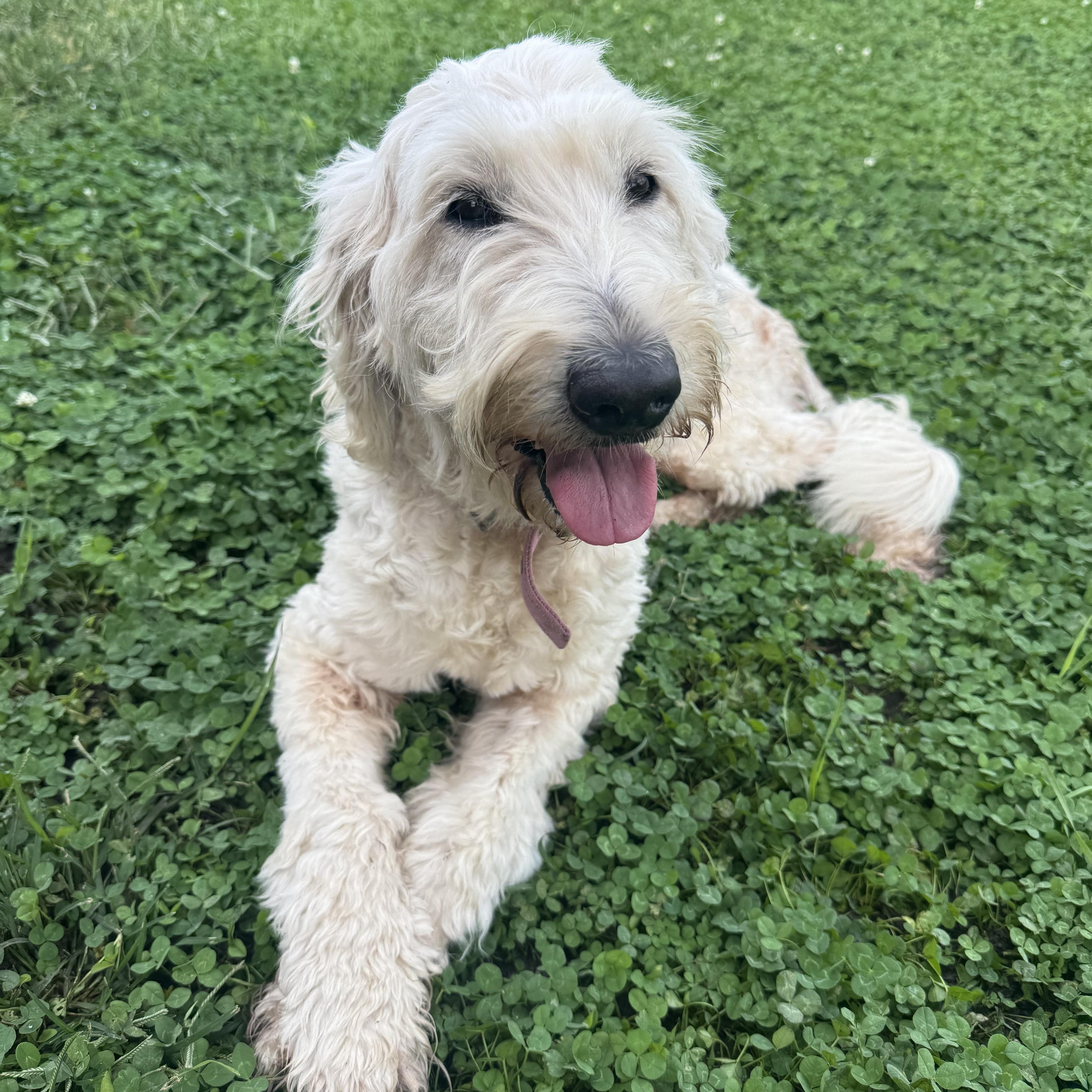 Enlarge Sunny, a Adopted Goldendoodle in Leon, KS image 1/4