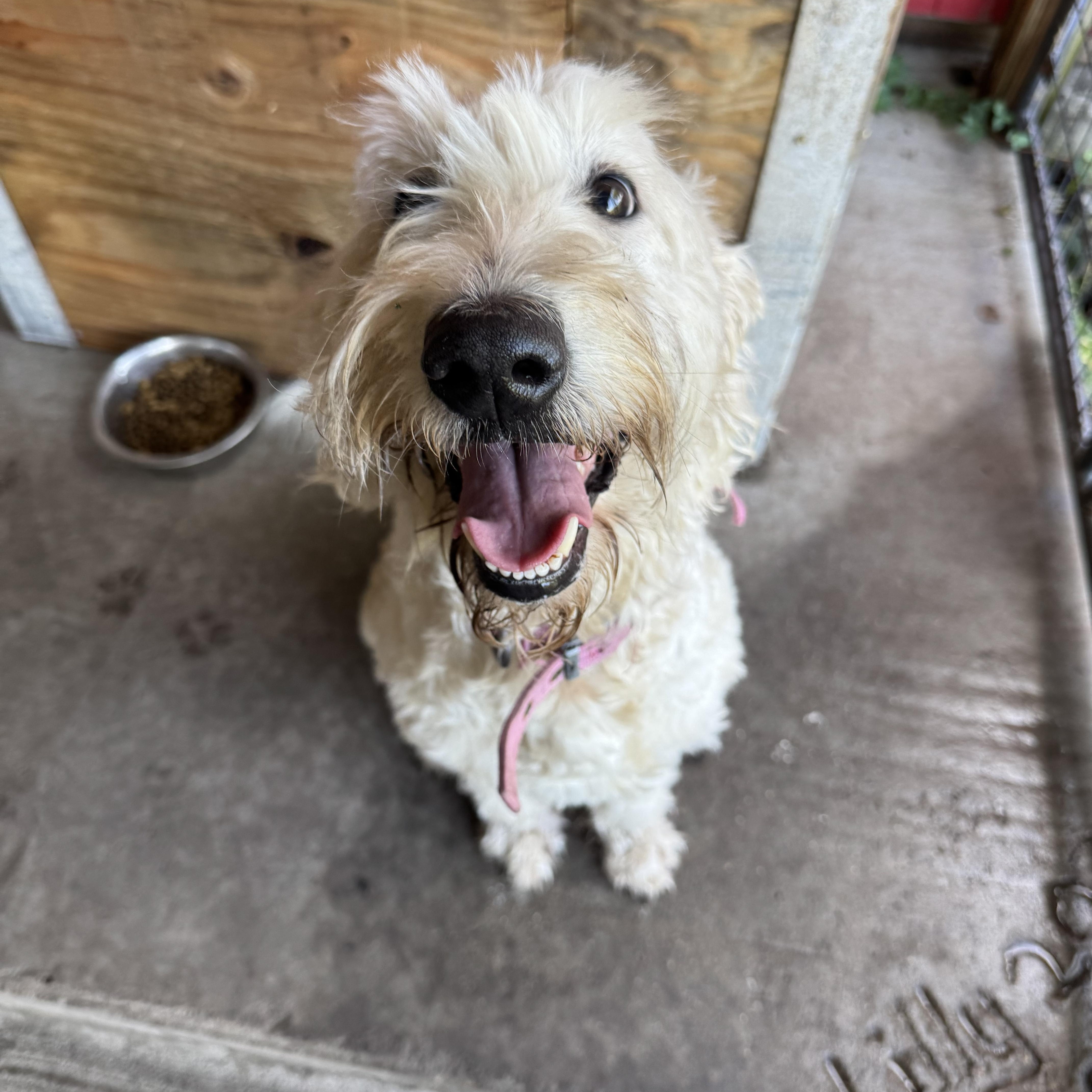 Enlarge Sunny, a Adopted Goldendoodle in Leon, KS image 4/4