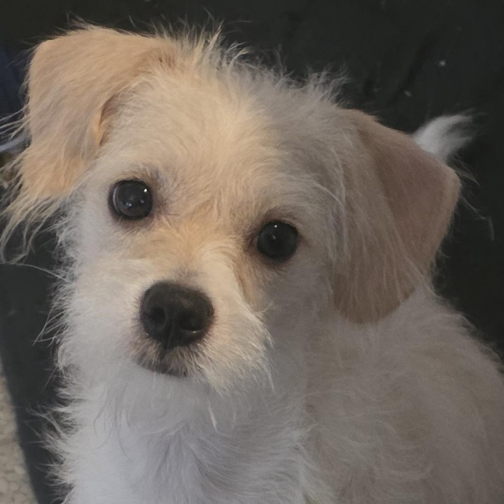 Enlarge PENELOPE GRACE, a Adopted mixed breed in Graham, WA image 1/3