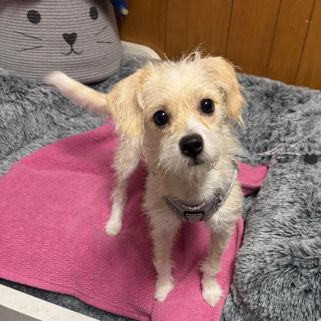 Enlarge PENELOPE GRACE, a Adopted mixed breed in Graham, WA image 2/3