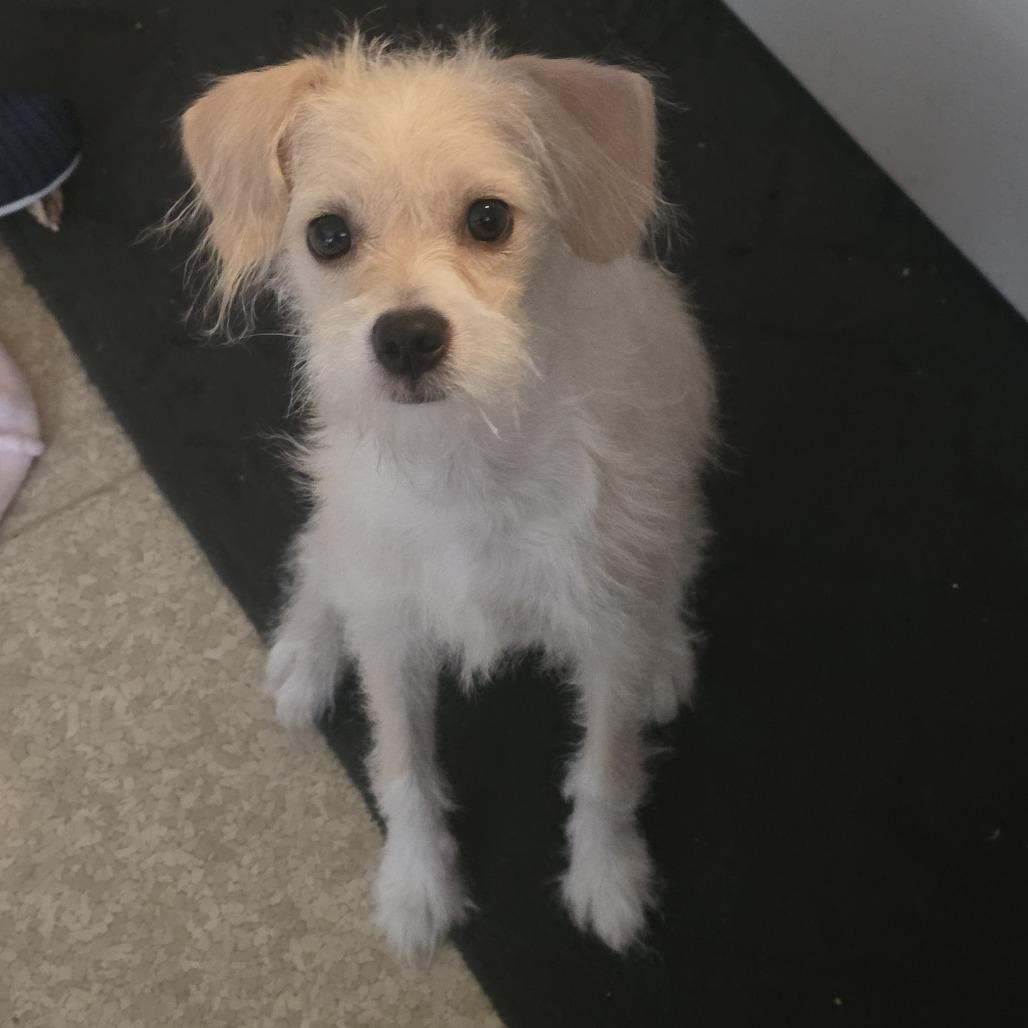 Enlarge PENELOPE GRACE, a Adopted mixed breed in Graham, WA image 3/3