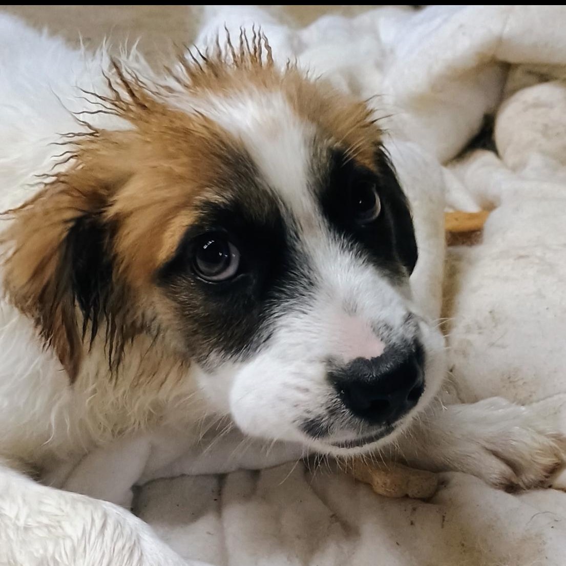 Enlarge Graham, a Adoptable mixed breed in Magnolia, TX image 1/1