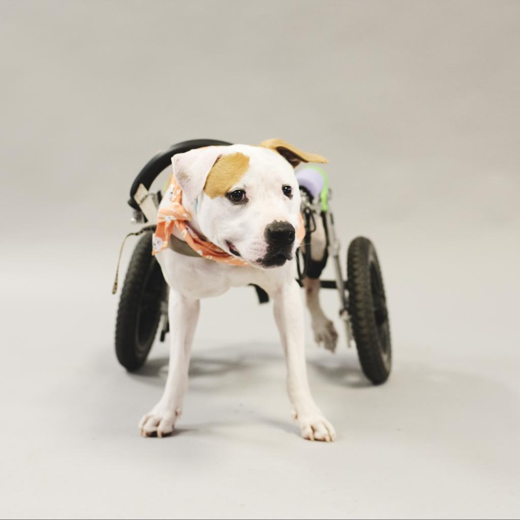 Enlarge Hashbrown, a Adoptable Pit Bull Terrier in Port Richey, FL image 1/6