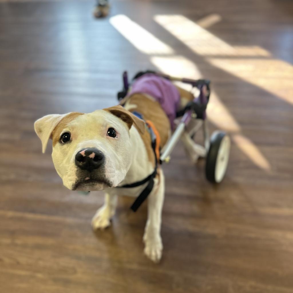 Enlarge Hashbrown, a Adoptable Pit Bull Terrier in Port Richey, FL image 2/6