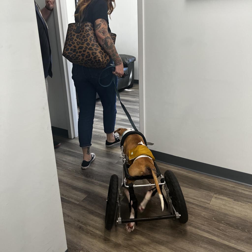 Enlarge Hashbrown, a Adoptable Pit Bull Terrier in Port Richey, FL image 3/6