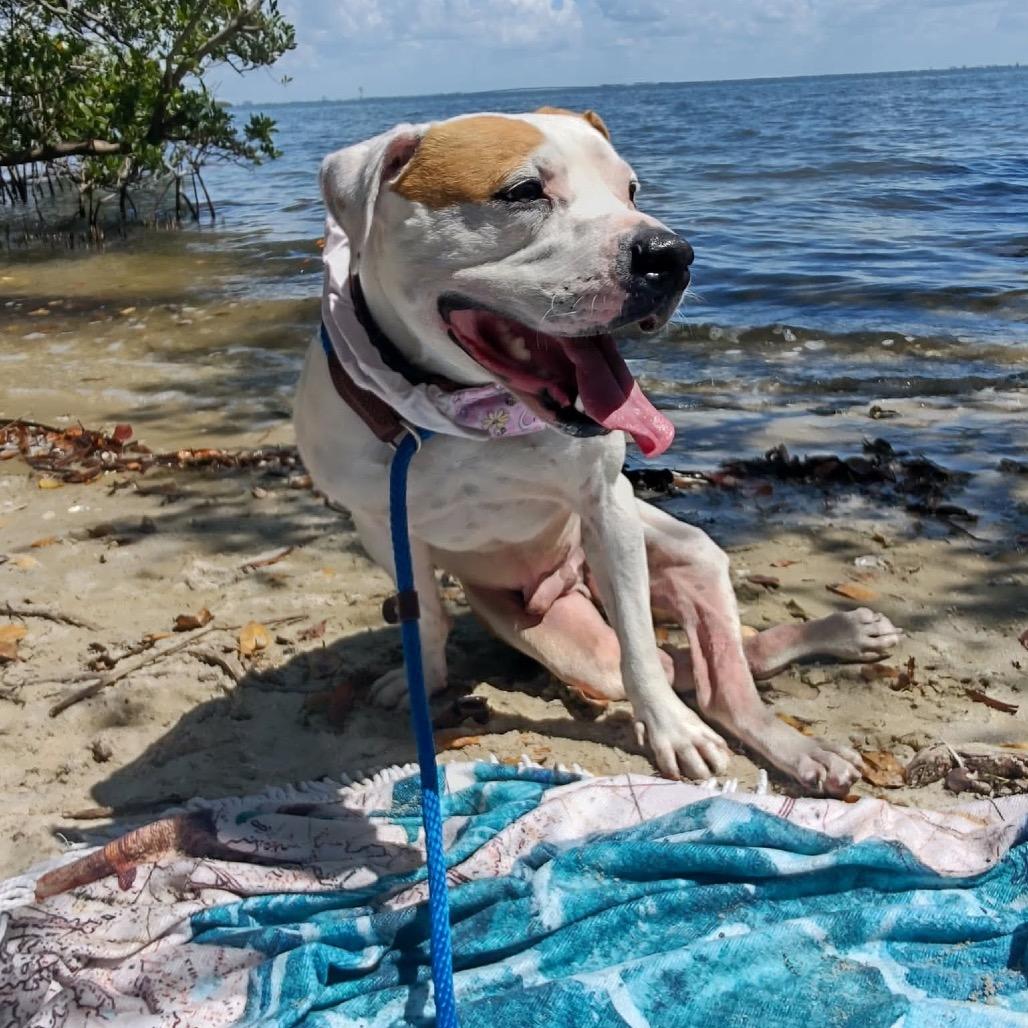 Hashbrown, a Adoptable Pit Bull Terrier in Port Richey, FL image 2/6