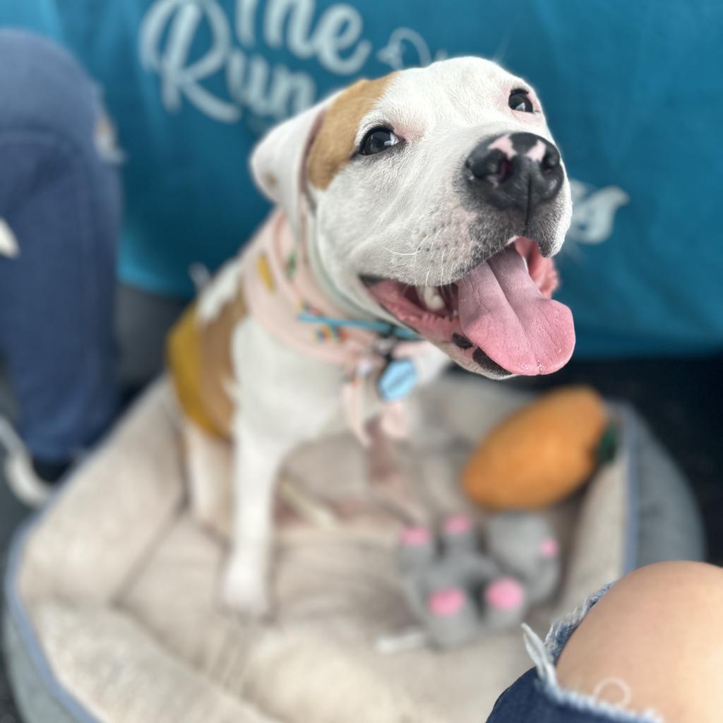 Hashbrown, a Adoptable Pit Bull Terrier in Port Richey, FL image 3/6