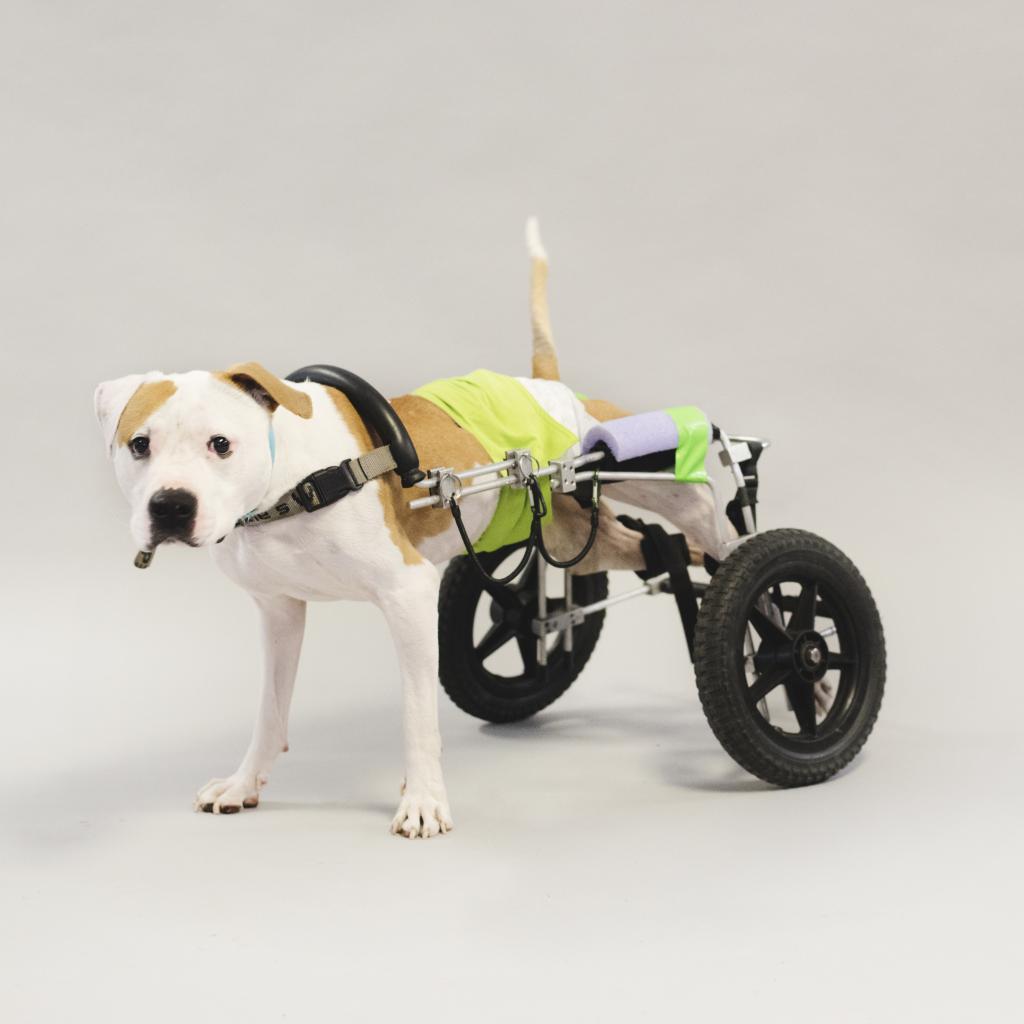 Enlarge Hashbrown, a Adoptable Pit Bull Terrier in Port Richey, FL image 3/6