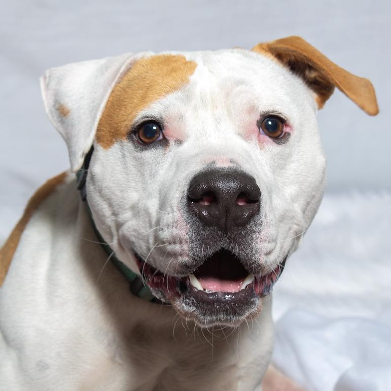 Enlarge Hashbrown, a Adoptable Pit Bull Terrier in Port Richey, FL image 4/6